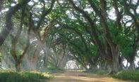 Berjuluk Lord Of The Ring Hutan Di Banyuwangi Ini Terkenal Angker