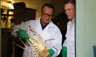 Budidaya Lobster Akan Dilakukan Indonesia, Negara Tetangga Menawarkan Bantuan