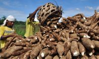 Jelang Panen Raya Singkong para Petani di Gunungkidul Waswas