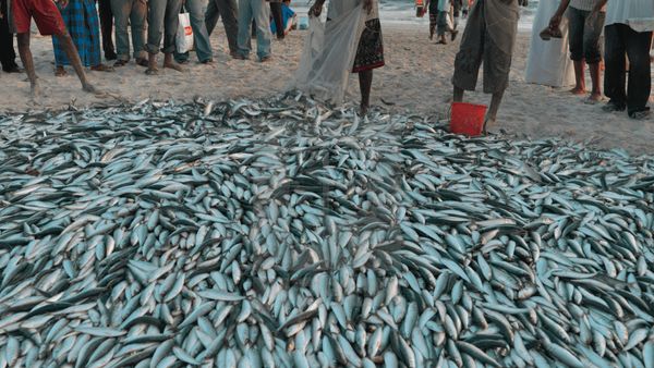 Viral Video Ribuan Ikan Datangi Pantai Gaza Palestina, Cek Faktanya
