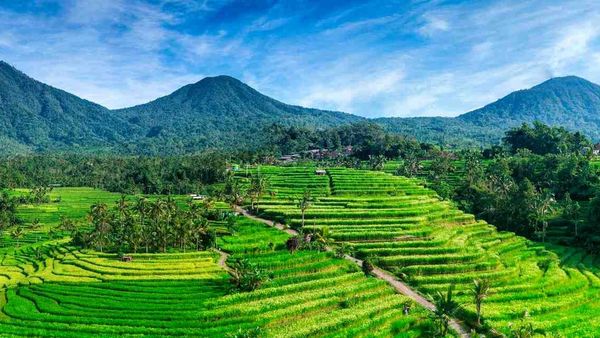 Menilik Potensi Pertanian di Tabanan Bali sebagai Gerakan Ekonomi Hijau