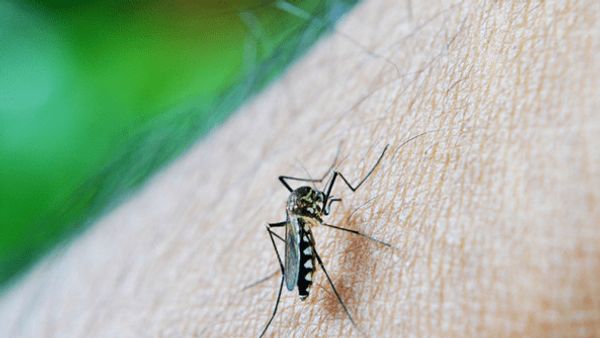 Berita Seputar Gunung Kidul: Darurat DBD, Kenali Jam Aktif Nyamuk Aedes Aegypti