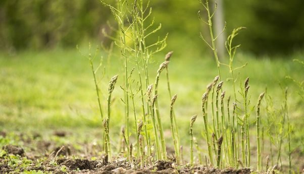 Berita Jateng: Permintaan Tinggi, Petani Temanggung Ramai-ramai Tanam Asparagus