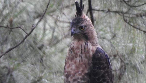 Saat Elang Jawa Membelah Langit Bogor di Hari Lahir Pancasila