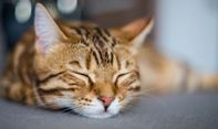 Kucing Tak Merespons saat Dipanggil? Bisa Jadi karena 5 Hal Ini