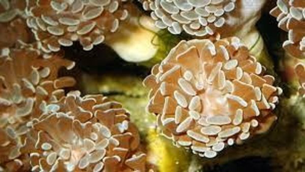 Wow! Terumbu Karang Baru Ditemukan di Perairan Celukan Bawang Bali