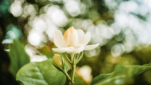 Tidak Hanya Indah, 5 Tanaman Hias Berbunga Putih Ini Juga Menebarkan Wangi