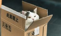 Ini Alasannya Kenapa Kucing Tertarik dengan Kotak Kardus