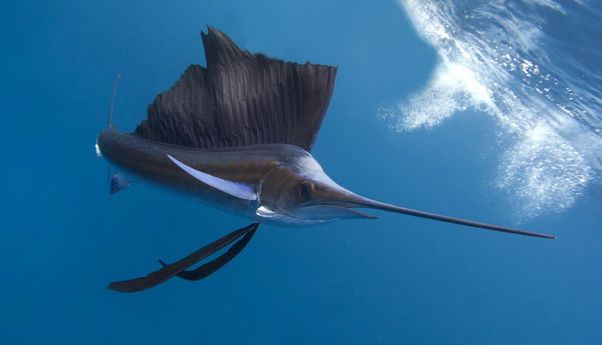 Bukan Ikan Layaran, Inilah Ikan Tercepat di Dunia