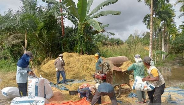 Banjir Sungai Batanghari, 559,5 Hektare Lahan di Tanjabtim Jambi Gagal Panen