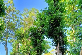 Ranah Pohon: Mewujudkan Ruang Terbuka Hijau yang Lebih Sehat dan Berkelanjutan untuk Kota Indonesia