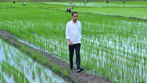 Presiden Jokowi Tinjau Simulasi Drone Sebar Pupuk di Lahan Pertanian Merauke