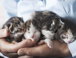 Jangan Asal, Seperti Ini Cara Merawat Anak Kucing yang Baru Lahir