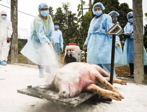 Demam Babi Afrika Renggut Ribuan Babi di Sumatera Utara