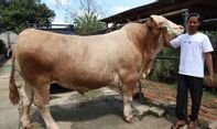 Prabowo Kurban Sapi Bobot 1,3 Ton, Terberat di Masjid Istiqlal