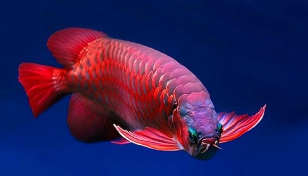 Produksi Microchip Ikan Arwana Perlu Ditingkatkan
