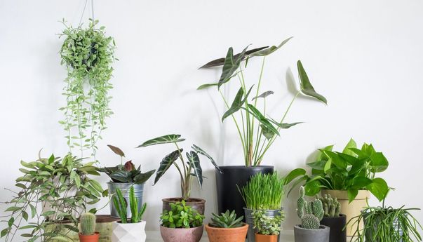 Jangan Dibuang! Lakukan Cara Ini Saat Menyelamatkan Tanaman yang Mati