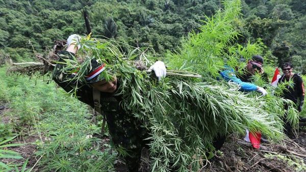 BNN Musnahkan 2 Hektar Ladang Ganja di Aceh, Berat Total 3,5 Ton