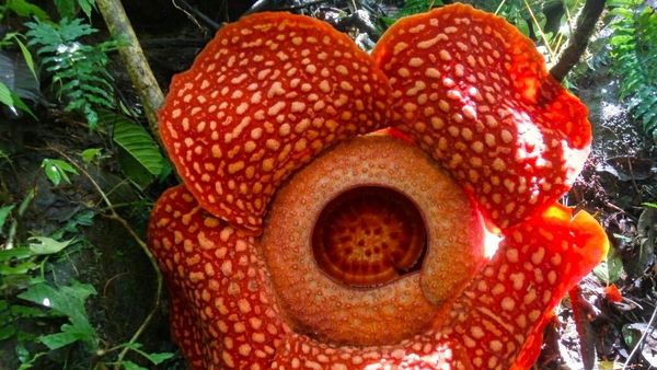 Mengejukan! Tiga Bunga Rafflesia Mekar Bersamaan di Bengkulu