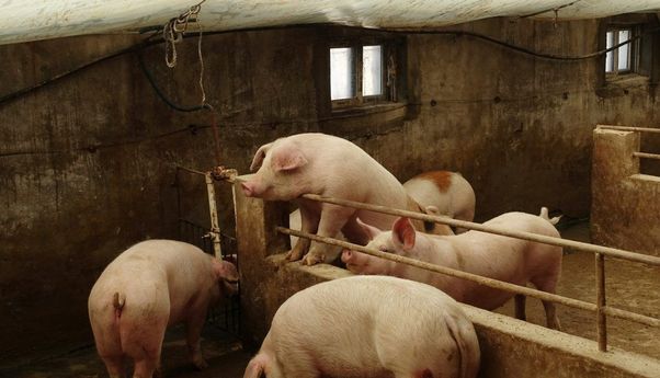 Mendag: 5 Miliar Babi di China Biang Kerok Mahalnya Kedelai di Indonesia