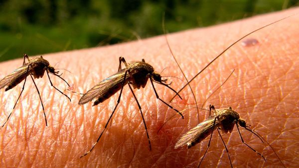 Tanaman Pengusir Nyamuk yang Mudah Anda Temui