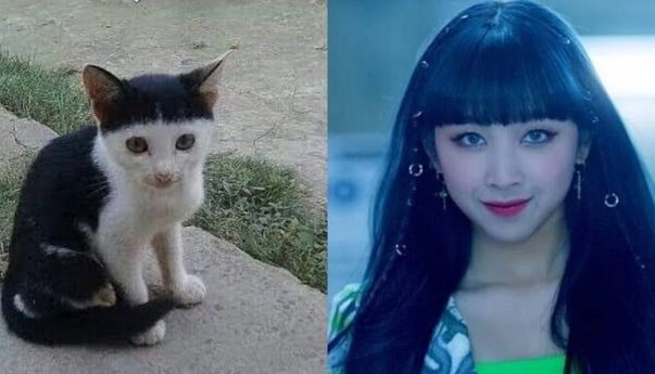 Kumpulan Foto Artis Korea yang Mirip Dengan Wajah Kucing Ini Dijamin Bikin Ngakak