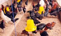 Perhatikan! Ini Tips Mudah Budidaya Ayam Kampung Petelur