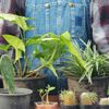Perawatannya Mudah, 7 Rekomendasi Tanaman Hias Outdoor untuk Percantik Rumah