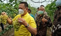 Luar Biasa! Ketua MPR Resmikan Jogja Anggur di Bantul, Agrowisata Penekan Laju Impor