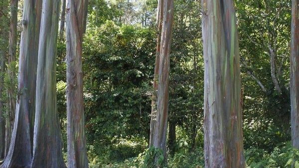 Luar Biasa! Melihat Pohon Pelangi Terindah di Dunia, Pohon Pelangi Bondowoso Jawa Timur