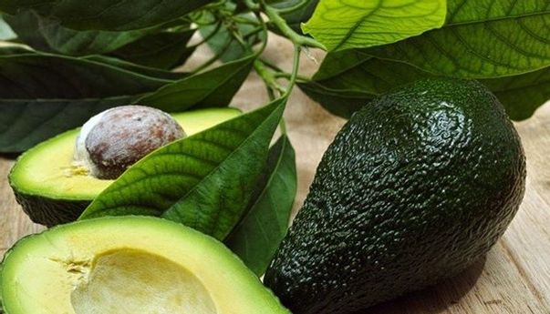 Tidak Hanya Buahnya, Inilah Sejumlah Manfaat Daun Alpukat Bagi Kesehatan Tubuh