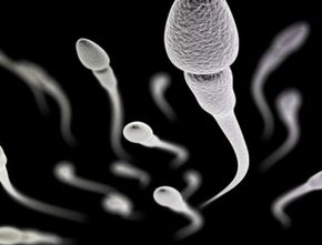 Tak Hanya Untuk Daya Tahan Tubuh, Makanan ini Juga Bisa Tingkatkan Kualitas Sperma