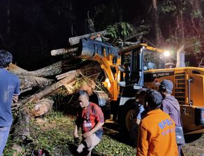 Pohon Tumbang Diterpa Angin Kencang Timpa Minibus di Kepahiang, 2 Orang Tewas