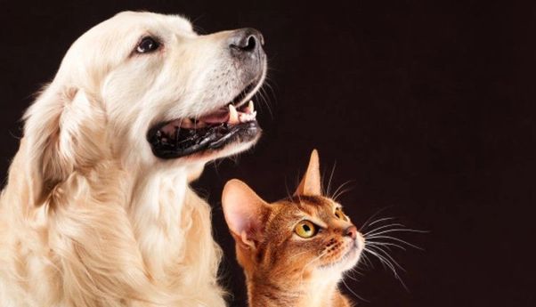 Penjelasan Ilmiah Soal Kucing dan Anjing yang Katanya Bisa Melihat Hantu, Benarkah?
