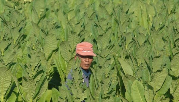 Diminta Tanam Tanaman Pangan, Jumlah Lahan Tembakau Temanggung Turun