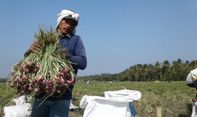 Terbaik! Para Petani di Desa Srikayangan Kulon Progo Panen Raya Bawang Merah