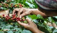 Berita Seputar Jogja: Dinas Pertanian dan Pangan Kulon Progo Gandeng Petani Kopi Milenial