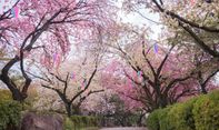 Tempat Terbaik Untuk Melihat Bunga Sakura Jepang