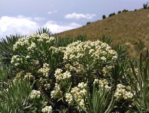 Terbaru: Pemetik Bunga Edelweis di Gunung Lawu Minta Maaf Setelah Videonya Viral