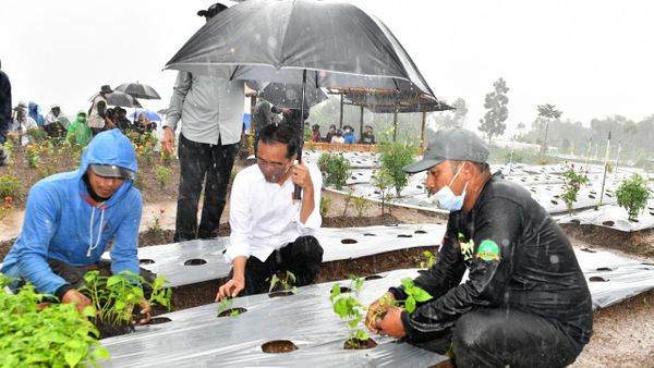Joko Widodo Ikuti Jejak Puan Maharani? Hujan-hujan Justru Bercocok Tanam Cabai di Wonosobo
