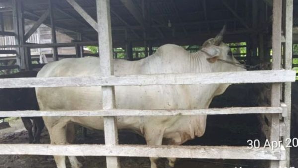 Presiden Prabowo Beli Sapi Peternak di Pariaman Seharga Rp75 Juta untuk Kurban, Beratnya Hampir Satu Ton