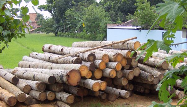 Pahami Manfaat Pohon Kelapa dari Akar Hingga Rantingnya