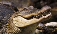 Fakta tentang 'Air Mata Buaya', Bukan Sekadar Istilah untuk Pura-pura Sedih
