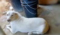Pemkab Kupang Imbau Warga Ikat Anjing Peliharaan usai Munculnya Kasus Rabies di TTS