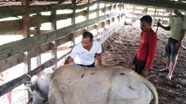 Cegah PMK, 2.500 Ternak di Nagan Raya Aceh Divaksin Satu Bulan Jelan Idul Adha