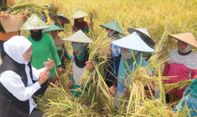 Khofifah Pantau Langsung Panen Raya Padi Varietas Inpari di Tuban Jawa Timur