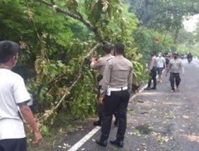 Puluhan Pohon Tumbang Akibat Angin Kencang di Bantul dan Kulon Progo