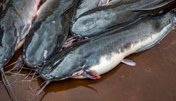Murah dan Mudah Ditemui, Ini Berbagai Manfaat Ikan Lele untuk Kesehatan