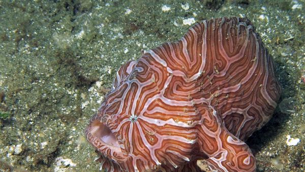 Habitat Ikan Kodok Maluku yang Jadi Daya Tarik Pariwisata Ambon Mulai Tercemar, Butuh Perhatian Serius