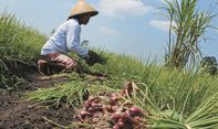 Berita Jogja: Siasat Petani Gunungkidul Lawan Bawang Impor